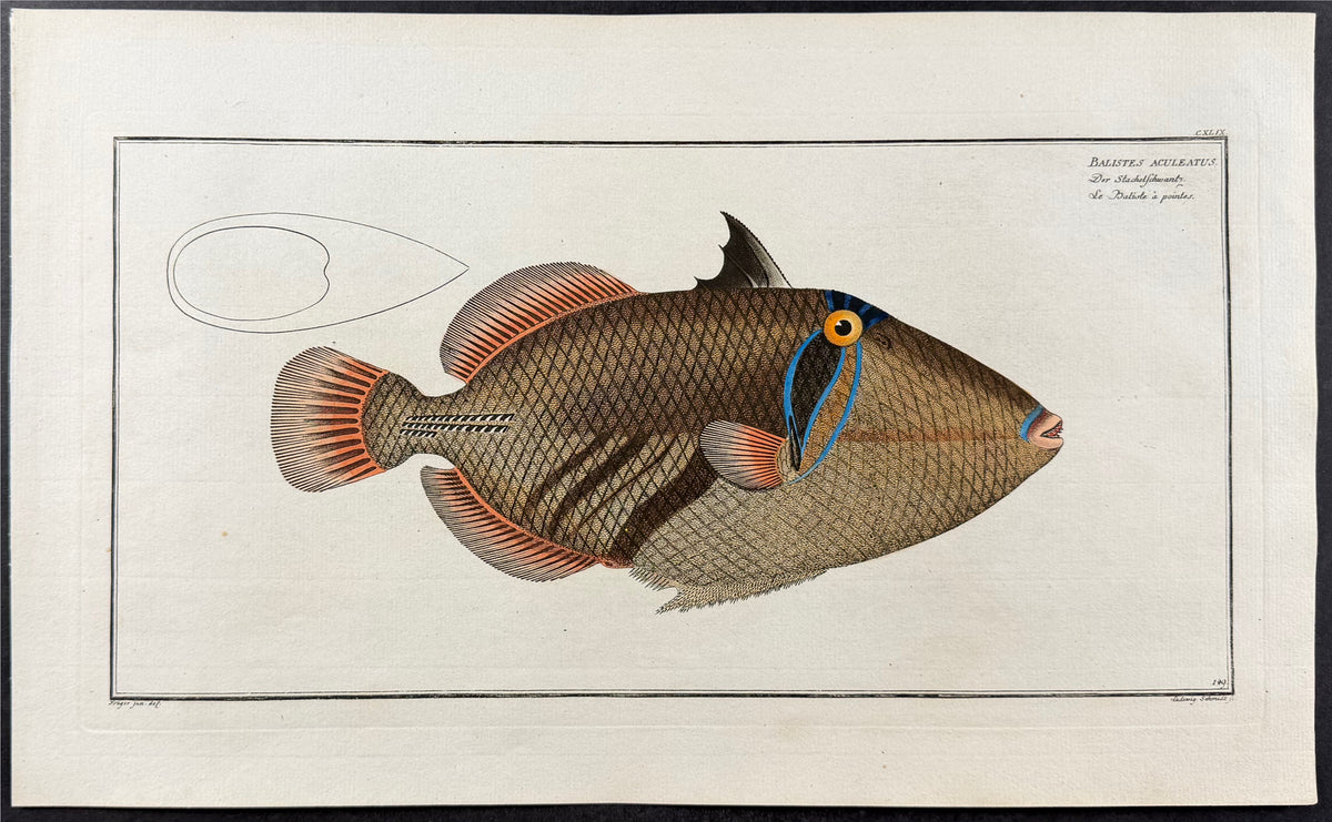 Triggerfish - Balistes aculeatus