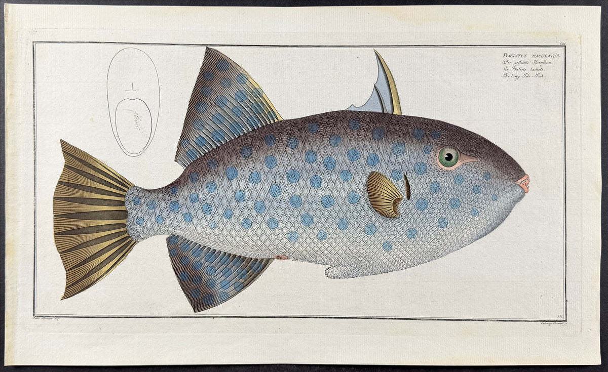 Triggerfish - Balistes maculateus