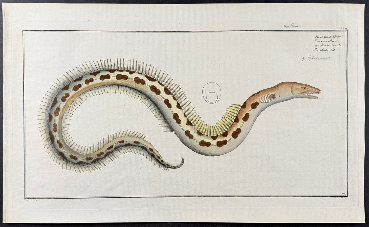 Murena - Muraena Ophis