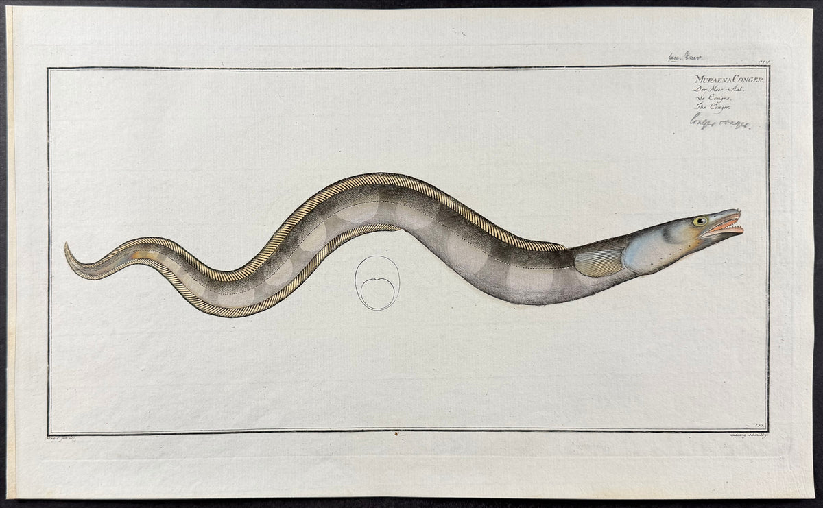 Conger - Muraena Conger