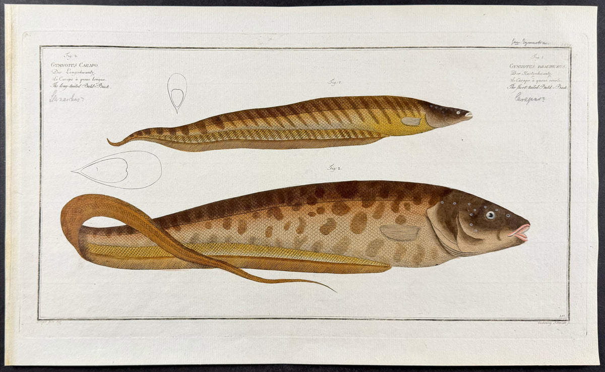 Eel - Gymnotus Carapo, G. Brachurus