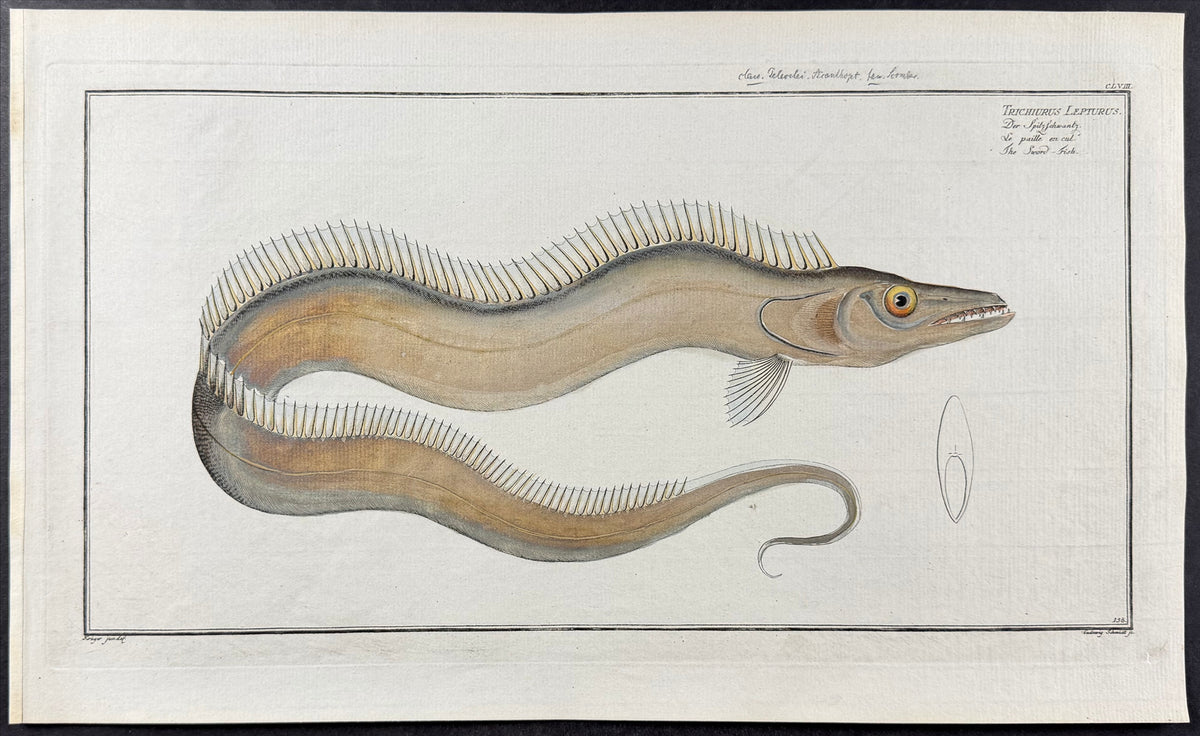 Eel - Trichiurus Lepiurus
