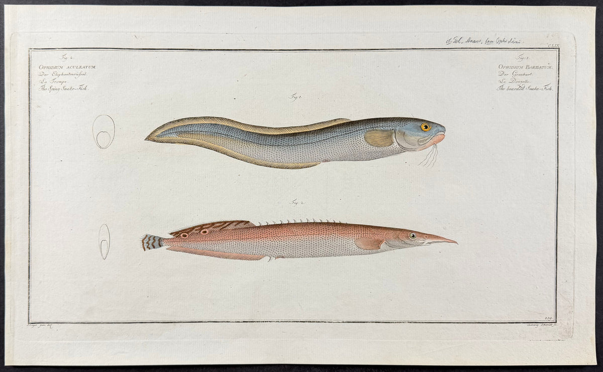 Eel, Fish - Ophidium Aculeatum, O. Barbatum