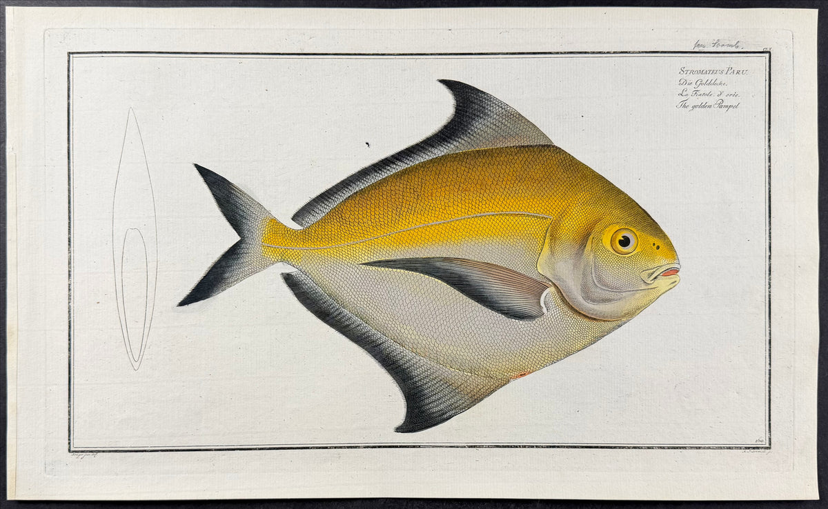 Fish - Stromateus Patus