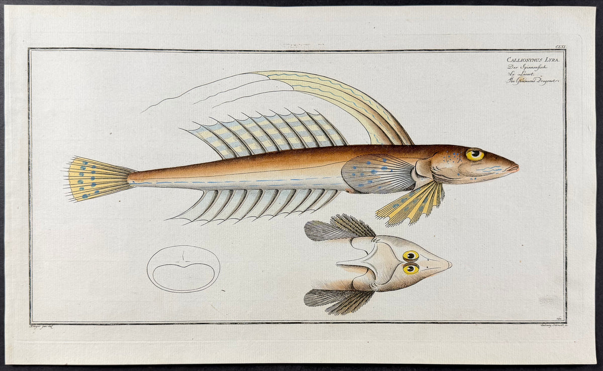 Gemmeous Dragonet - Callionymus Lyra
