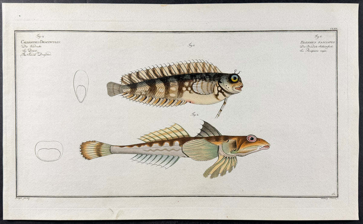Blenny, Dragonet - Blennius fasciatus, Callionymus dracunculus