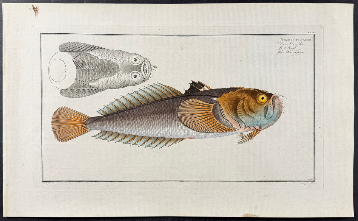 Star-Gazer Fish - Uranoscopus Scaber