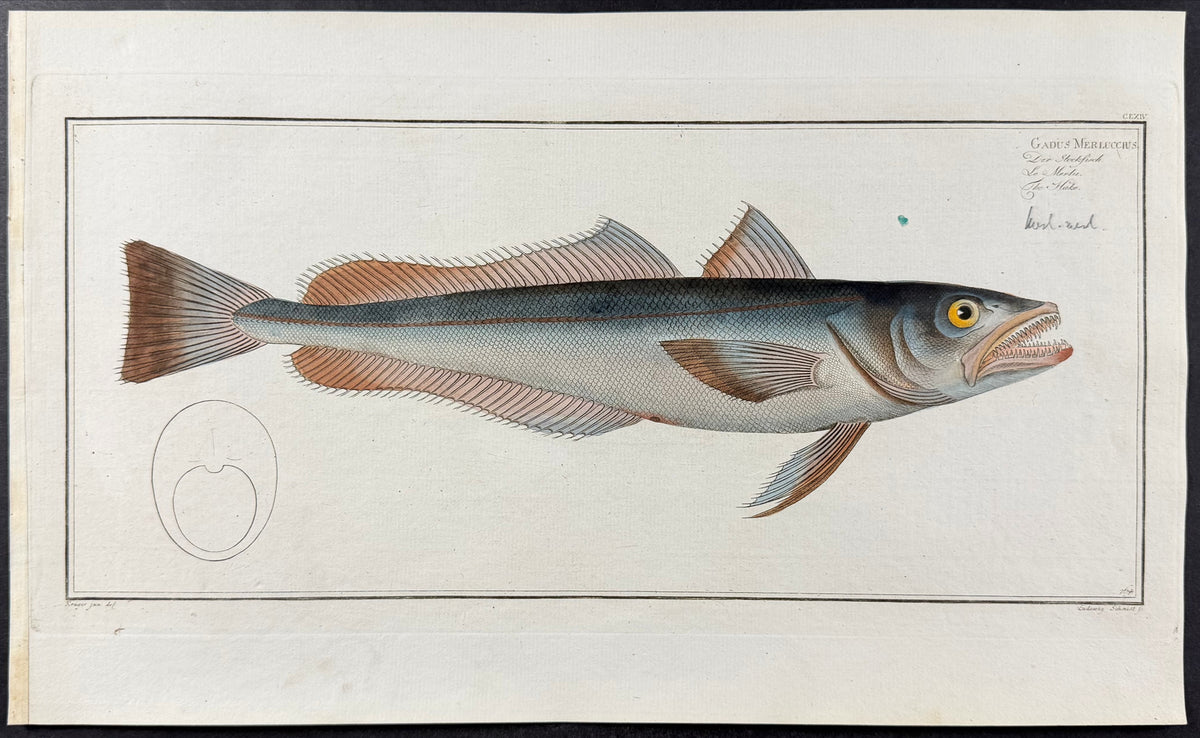 Hake - Gadus merluccius