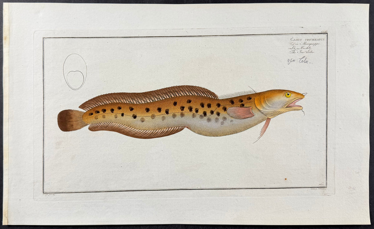 Sea-Loche - Gadus Tricirratus