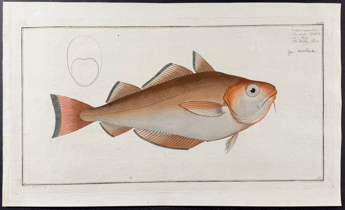 Whiting Pout Fish - Gadus Barbatus