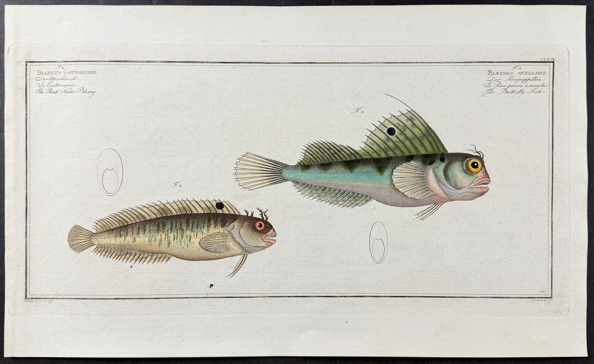 Butterfly-Fish - Blennius Gattorugine, B. Ocellaris