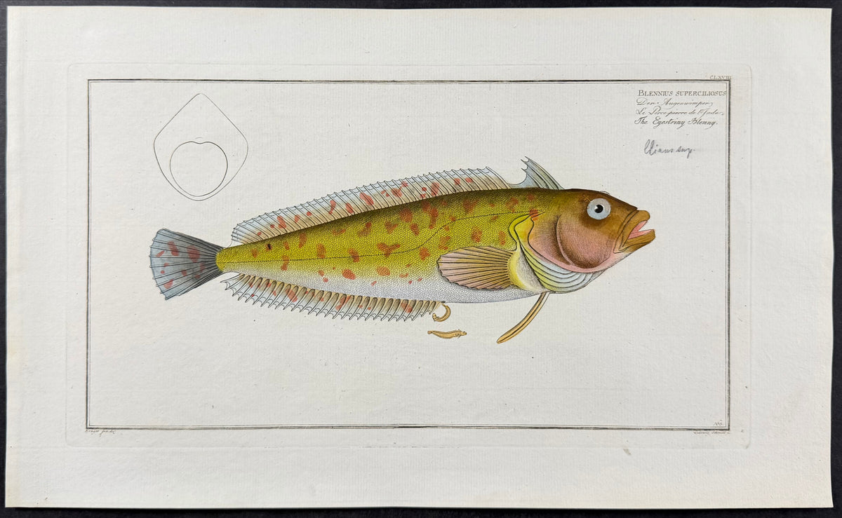Fish - Blennius Superciliosus