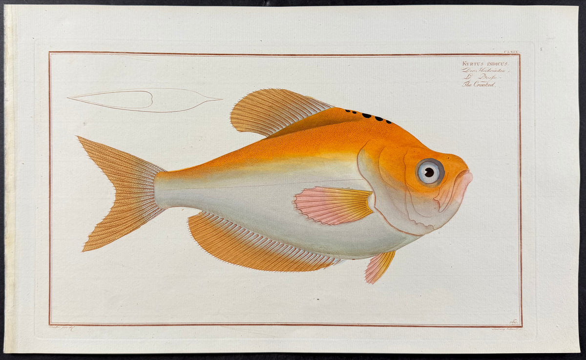 Fish - Kyrtus Indicus