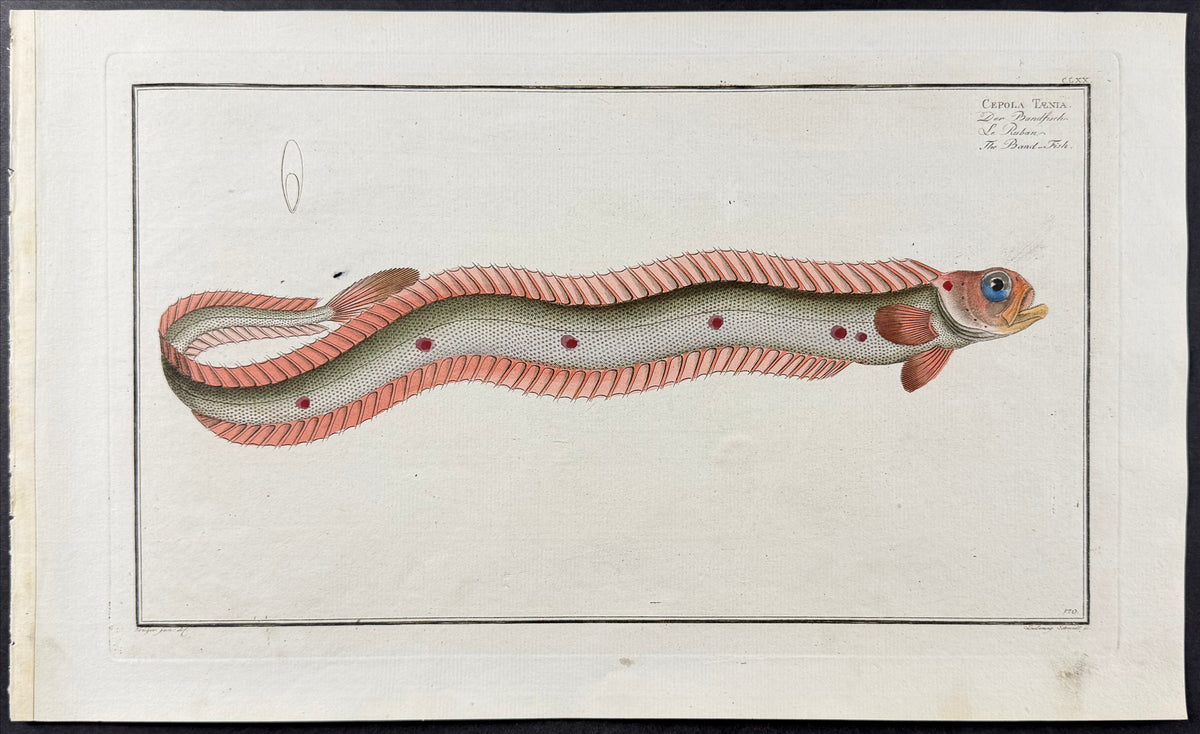 Band Fish - Cepola Taenia