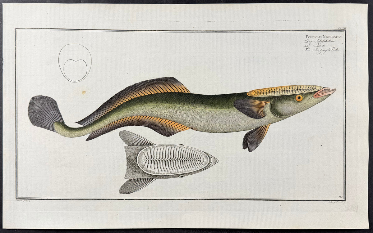 Sucking Fish - Echeneis Neucrates