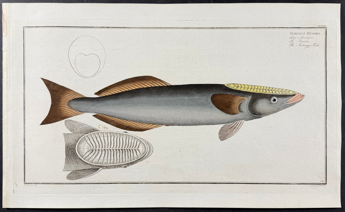 Sucking Fish - Echeneis Remora