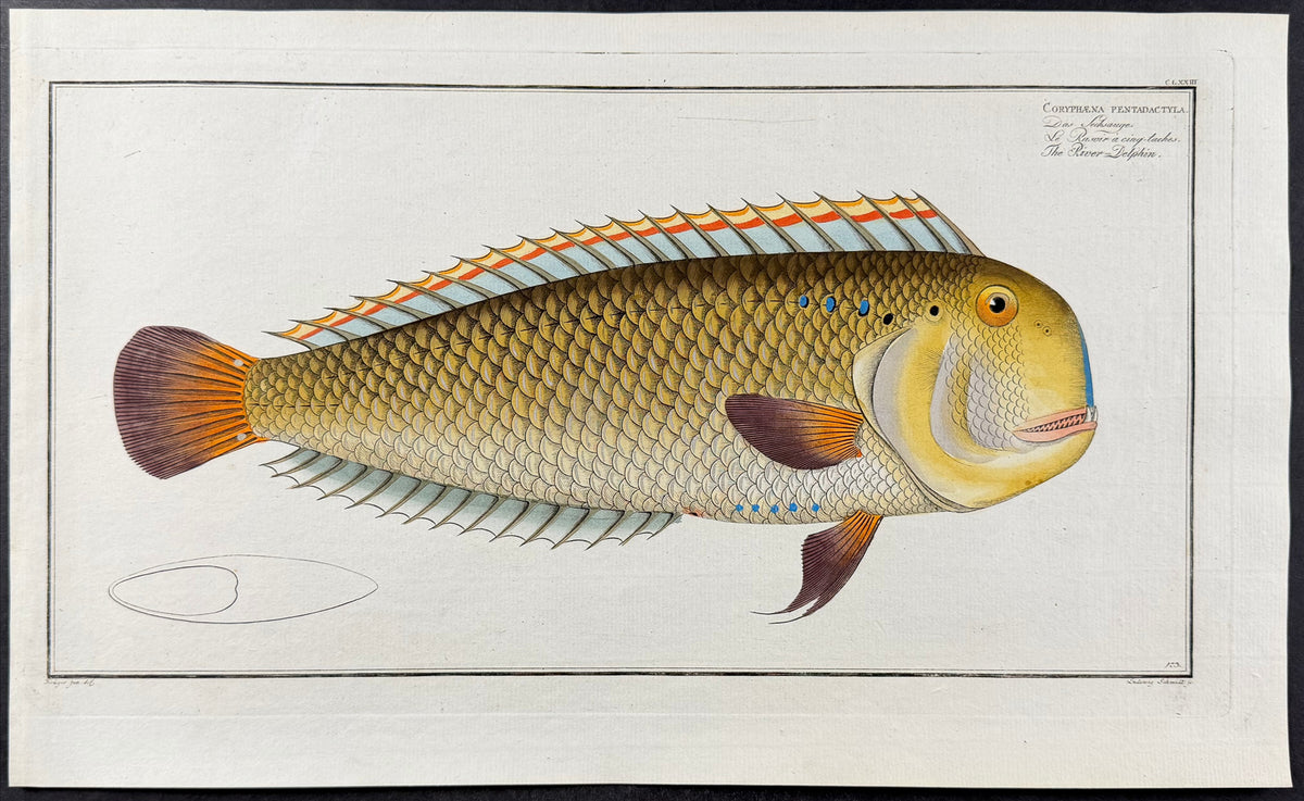 Fish - Coryphaena Pentadactyla