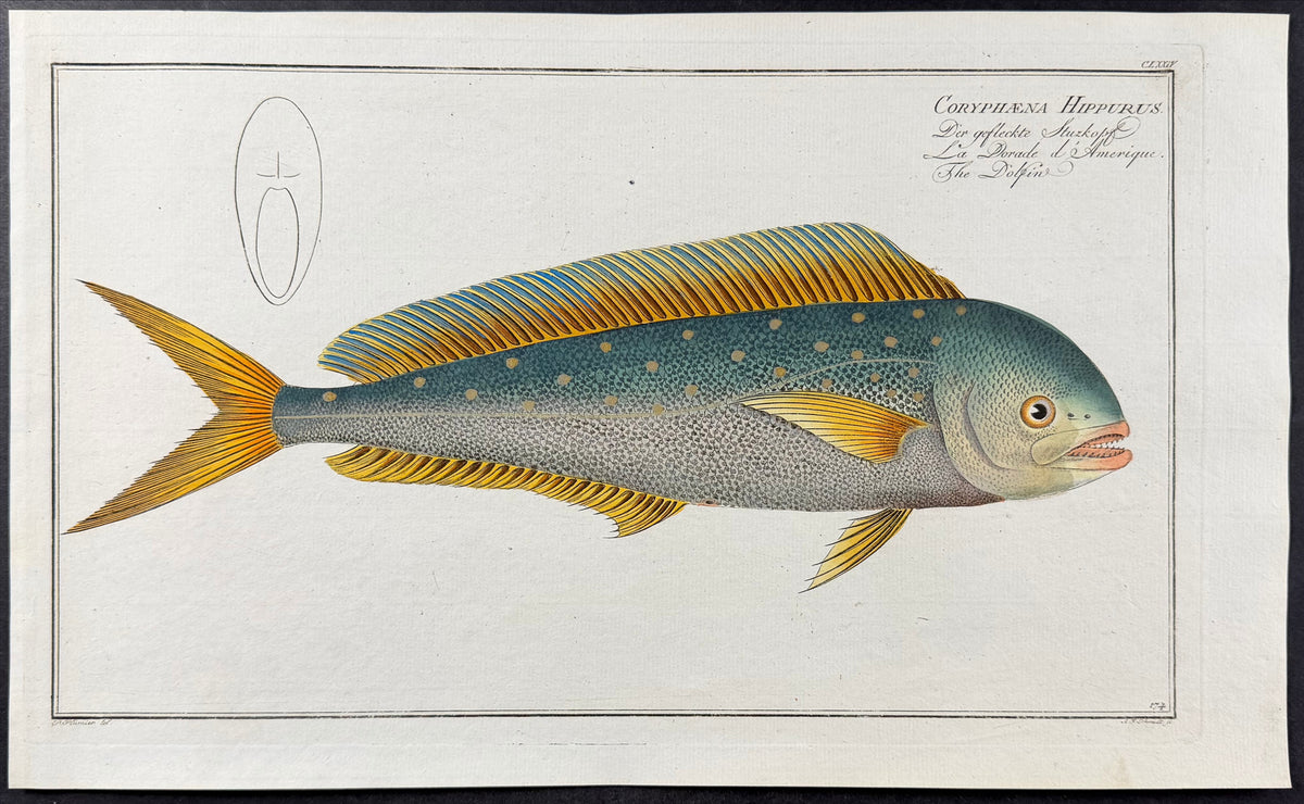 Mahi-Mahi - Coryphaena hippurus