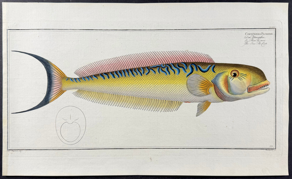 Sea Pea-Cock Fish - Coryphaena Plumieri
