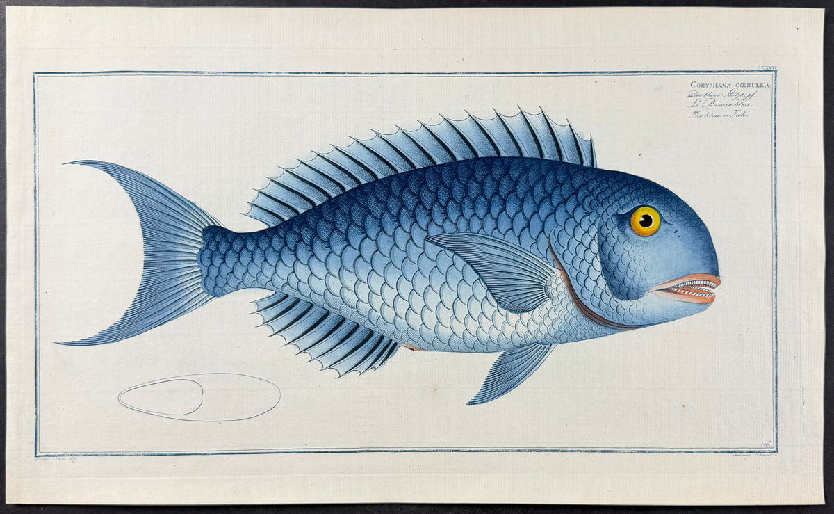 Bleu-Fish - Coryphaena Coerulea