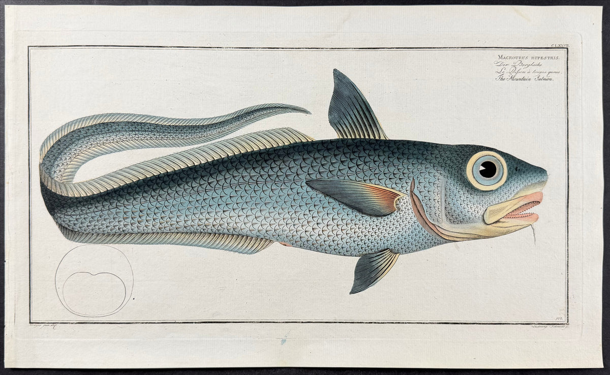 Fish - Macrourus Rupestris