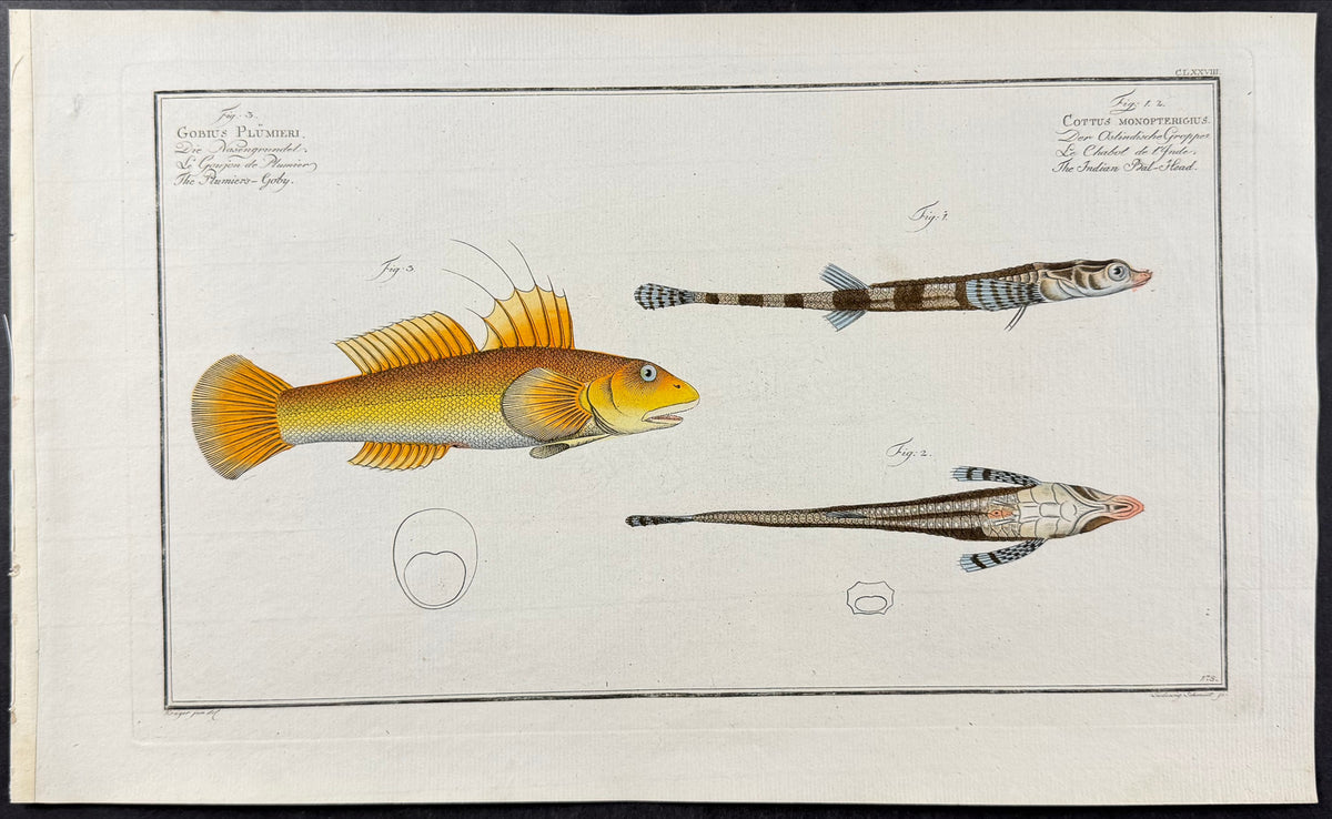 Fish - Gobius Plumieri, Cottus Monopterigius