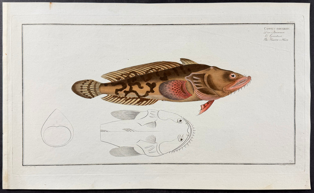 Fish - Cottus Gruniens