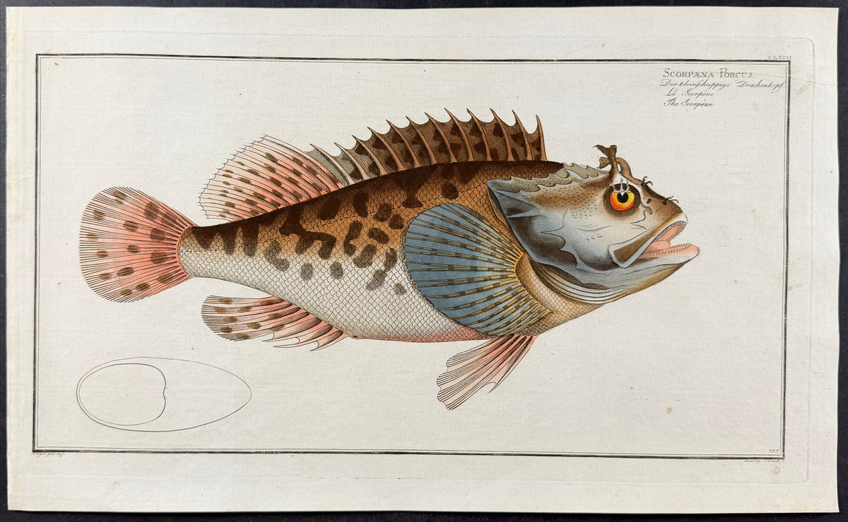Fish - Scorpaena Porcus