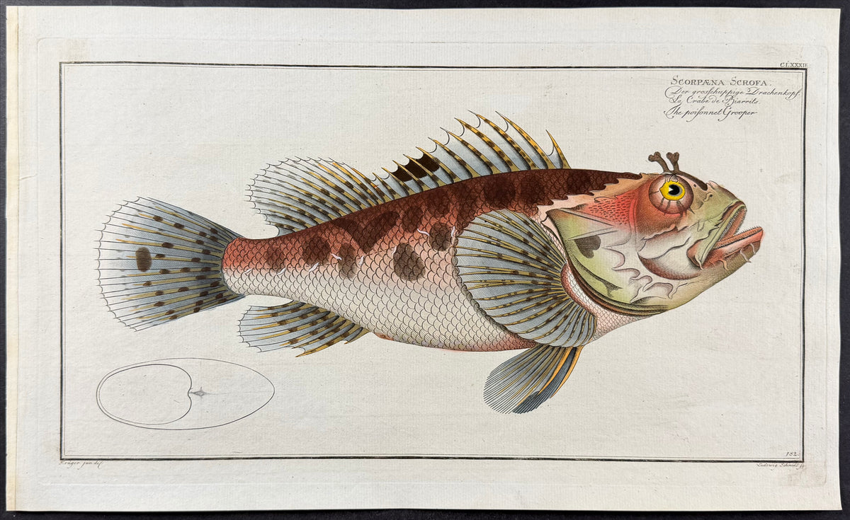 Poisoned Grouper Fish - Scorpaena Scrofa