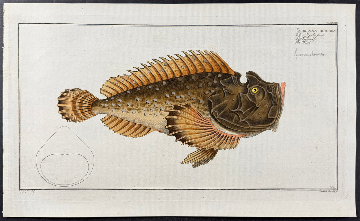 Fish - Scorpaena Horrida