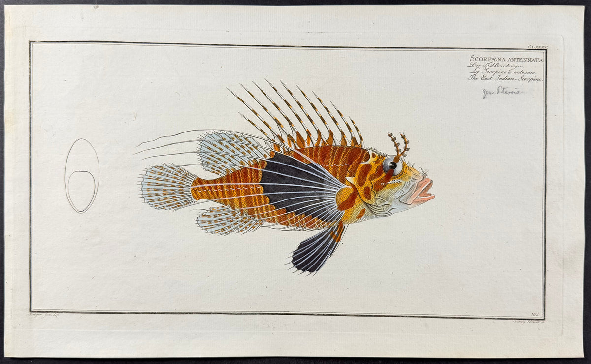 Scorpionfish - Scorpaena Antennata