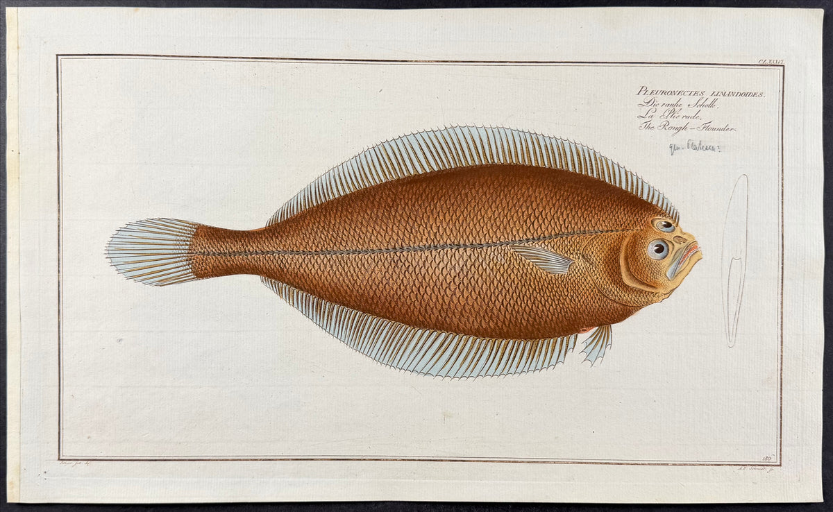 Flounder - Pleuronectes Limandoides