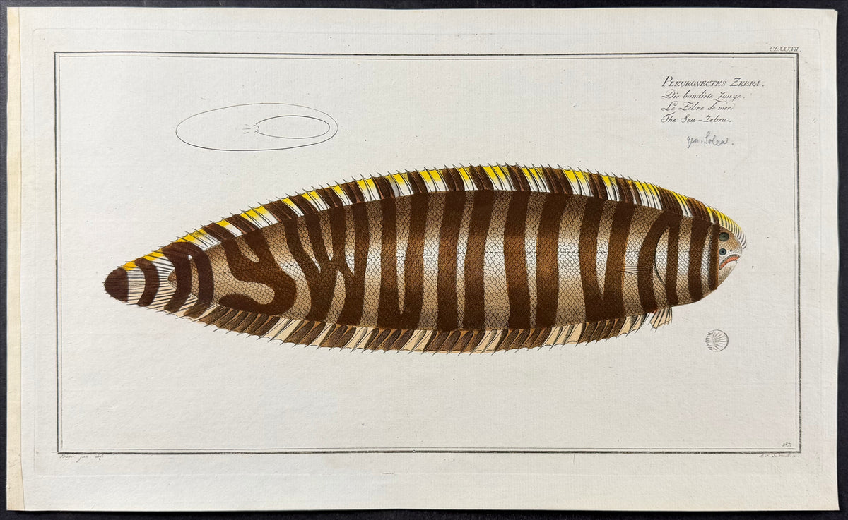 Flounder - Pleuronectes Zebra