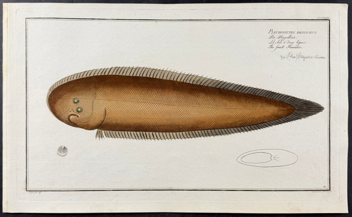 Sole - Pleuronectes Bilineatus