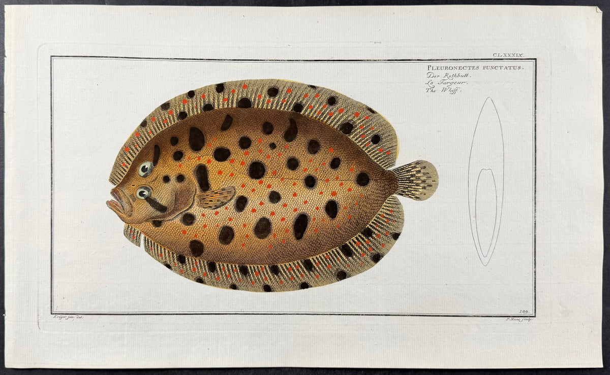 Whiff or Flounder - Pleuronectes Punctatus