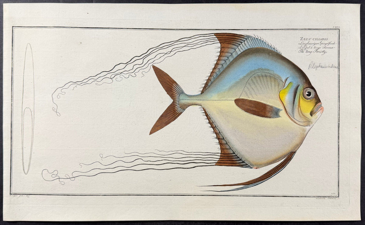Fish - Zeus Cillaris