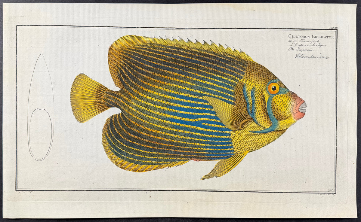 Emperor Kingfish - Chaetodon Imperator