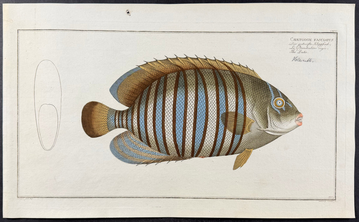 Fish - Chaetodon Fasciatus