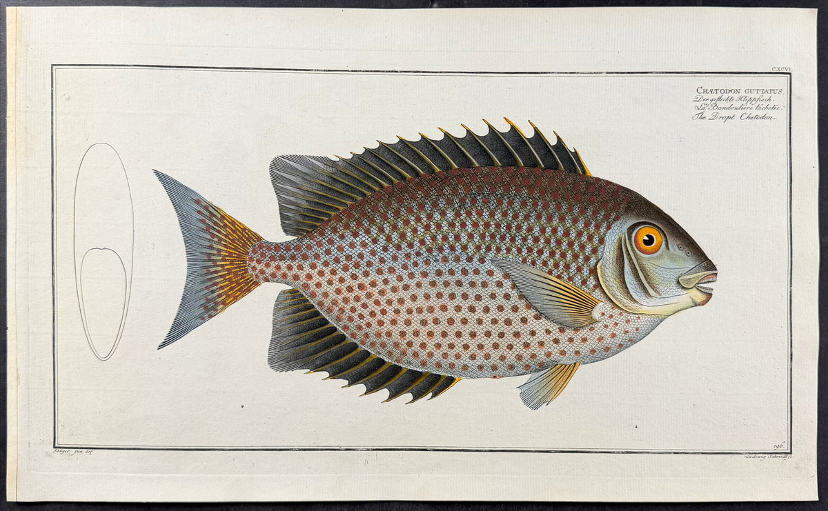 Fish - Chaetodon Guttatus