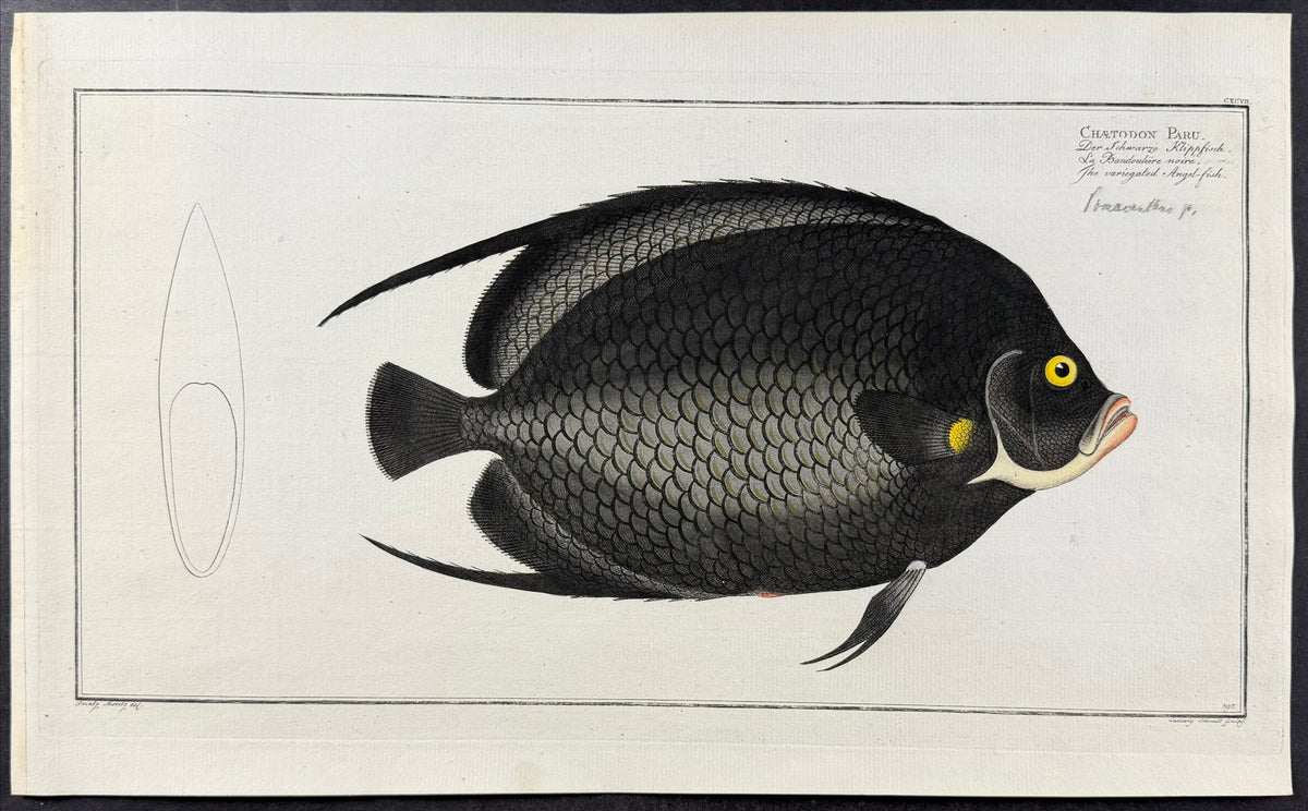Variegated Angel-Fish - Chaetodon Paru