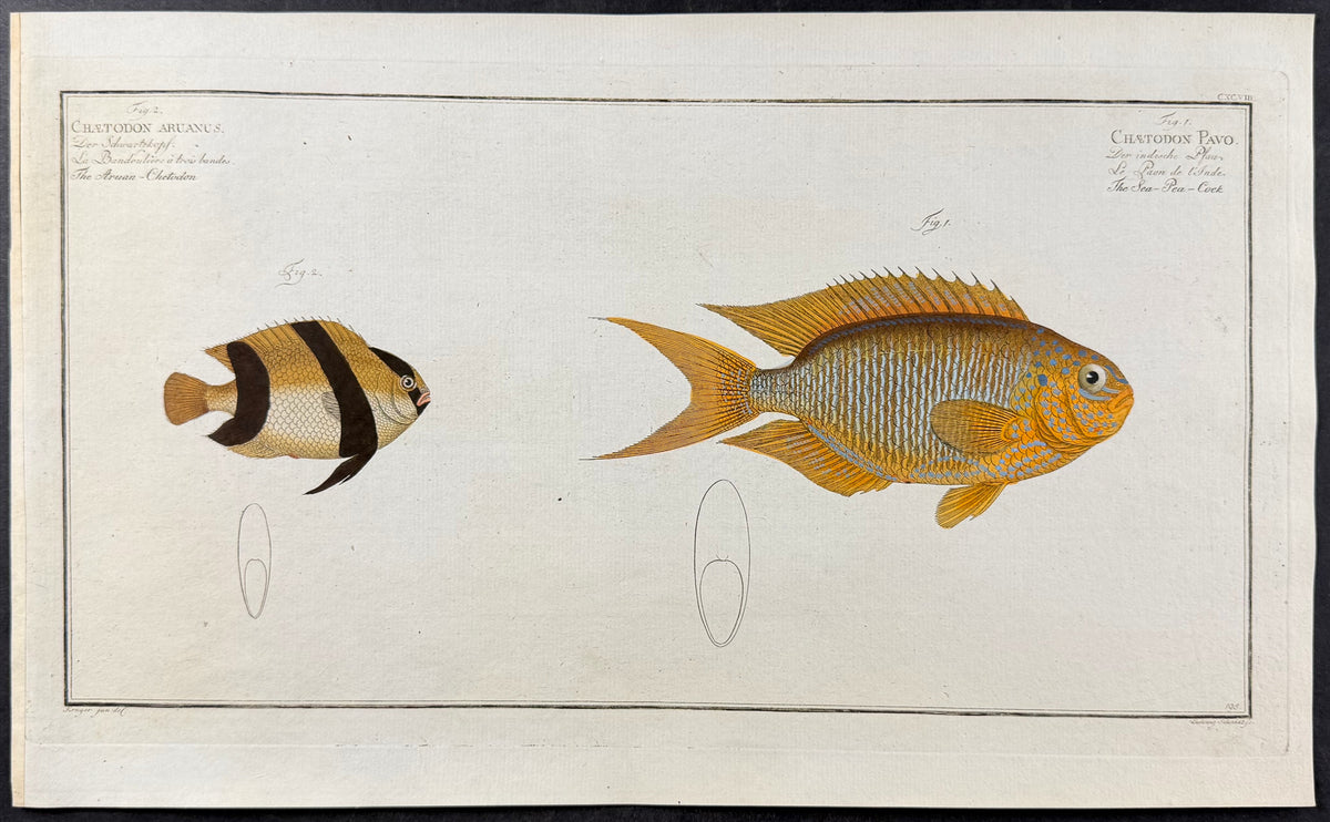 Sea-Peacock, Fish - Chaetodon pavo, Chaetodon aruanus