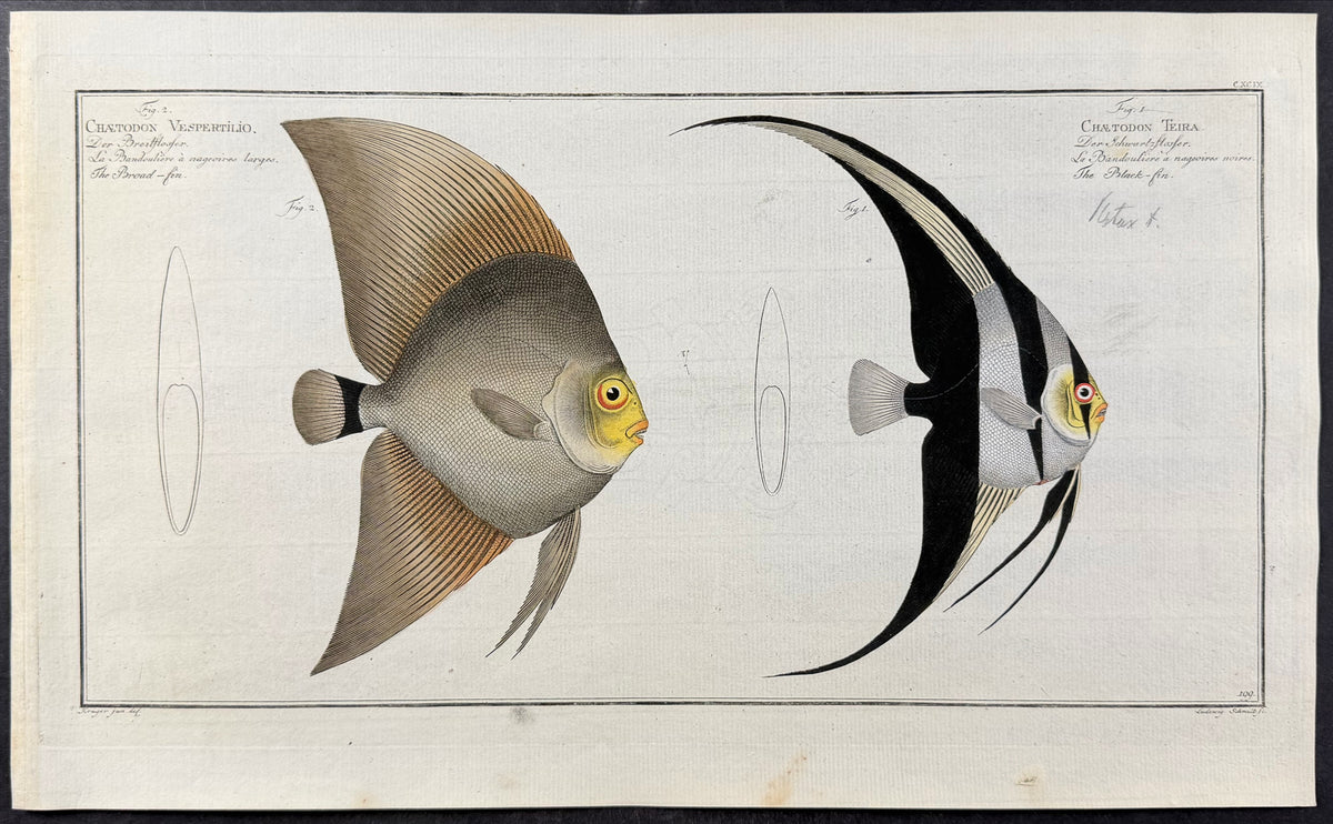 Fish - Chaetodon Vespertilio, C. Teira