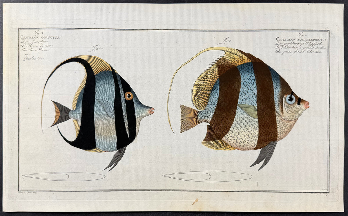 Fish - Chaetodon Cornutus, C. Macrolepidotus