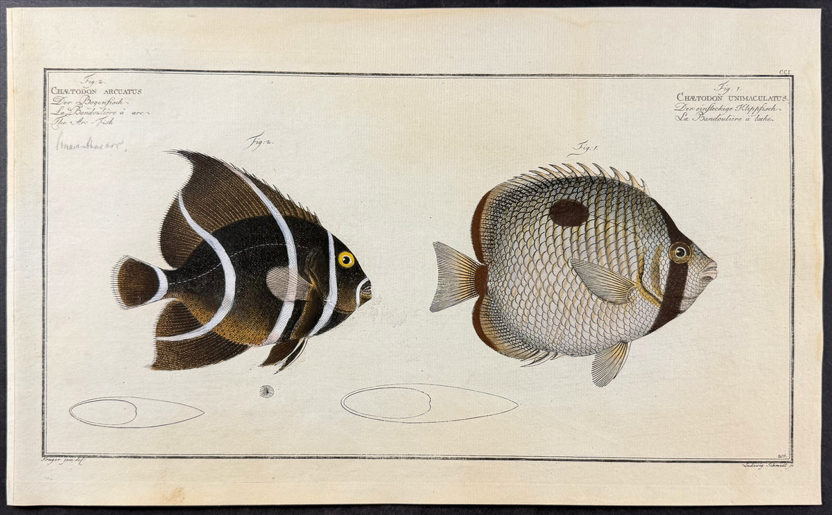 Arc-Fish, Fish - Chaetodon Arcuatus, C. Unimaculatus