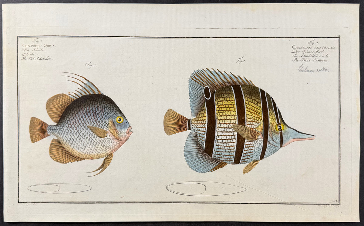 Fish - Chaetodon Orbis, C. Rostratus