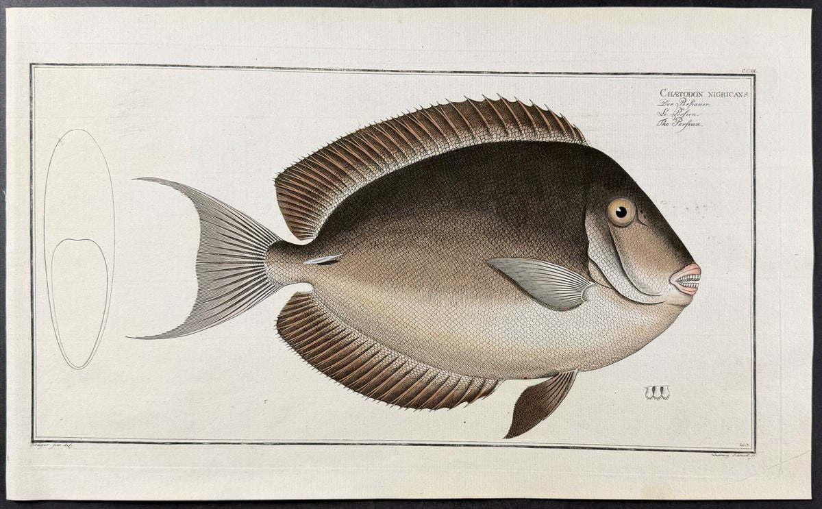 Fish - Chaetodon Nigricans
