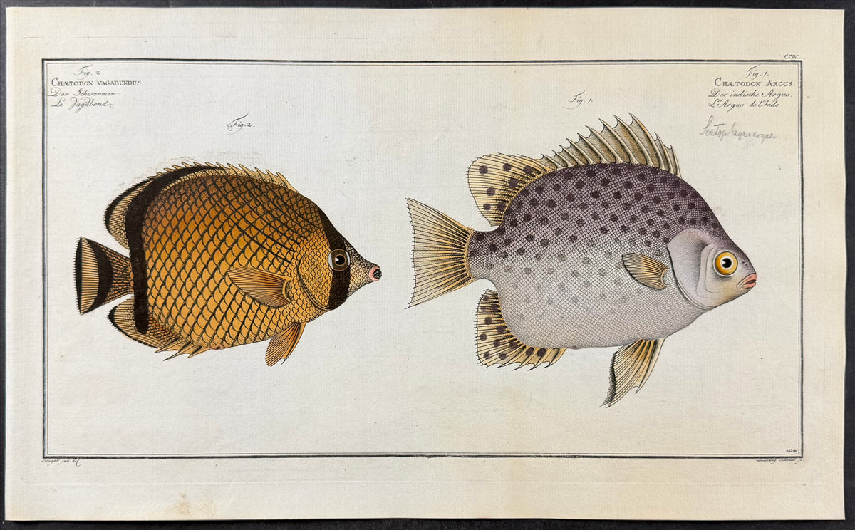 Fish - Chaetodon Vagabundus, C. Argus