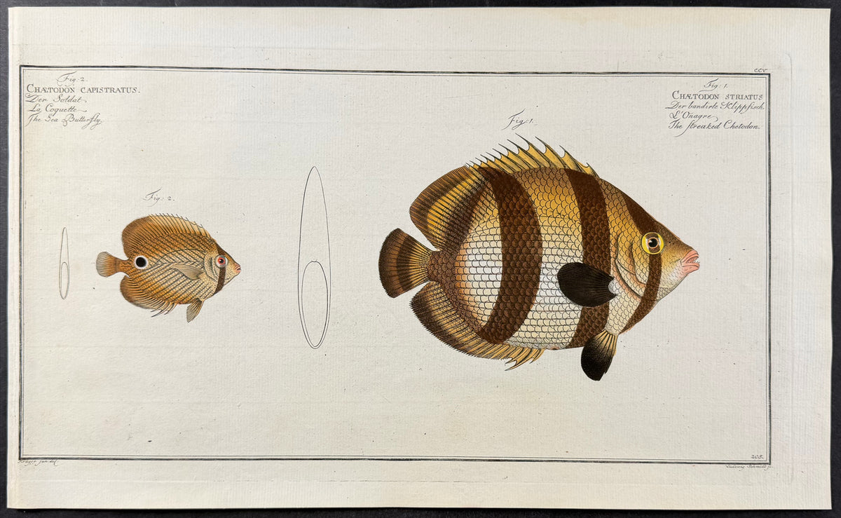 Sea Butterfly, Fish - Chaetodon Capistratus, C. Striatus