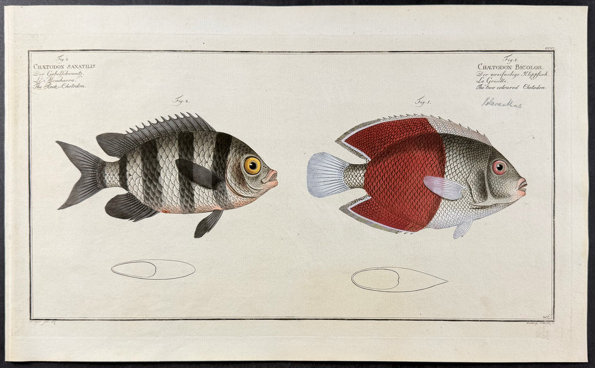 Fish - Chaetodon Saxatilis, C. Bicolor