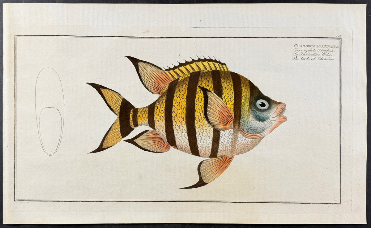 Fish - Chaetodon Marginatus